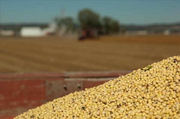 Xuất khẩu nông sản của Argentina chững lại trong tháng 7/2022