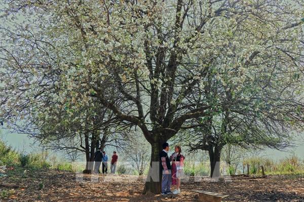 Hoa sơn tra nở trắng rừng núi vùng cao Sơn La