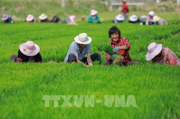 Trung Quốc đẩy mạnh "xanh hóa" ngành nông nghiệp