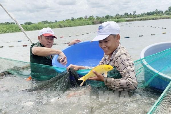 Ngành nông nghiệp tăng tốc sản xuất để về đích vượt kế hoạch