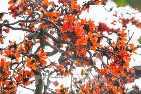 Hà Nội rực rỡ sắc hoa gạo tháng 3