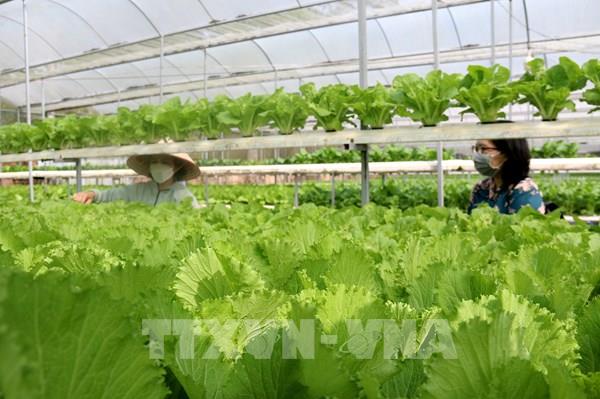 Bình Thuận triển khai giải pháp thúc đẩy tiêu thụ nông sản