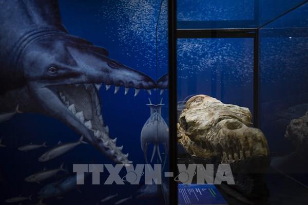 Công bố hóa thạch cá voi 36 triệu năm tuổi ở hoang mạc Peru