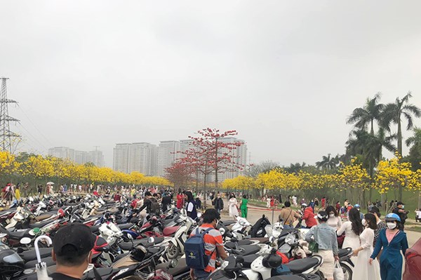 Chen chân chụp ảnh trên đường hoa phong linh ở Hà Nội