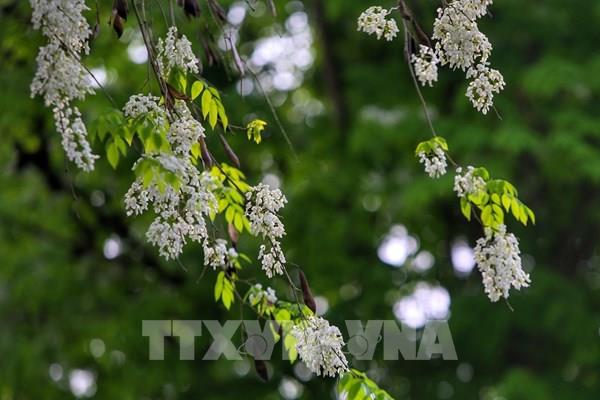 Hà Nội trắng tinh khôi mùa hoa sưa tháng 3
