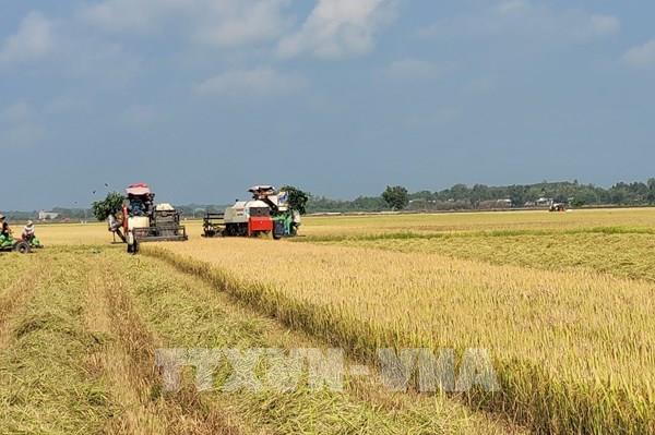Giá lúa vụ Đông Xuân giảm mạnh, người nông dân khó có lãi