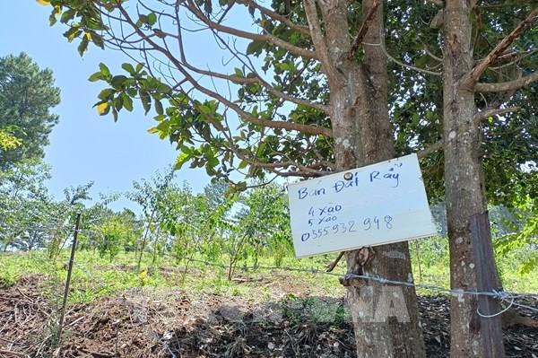 Phát hiện vụ đốn cây, đốt gỗ trái phép trong rừng phòng hộ để lấn chiếm đất ở Đà Lạt