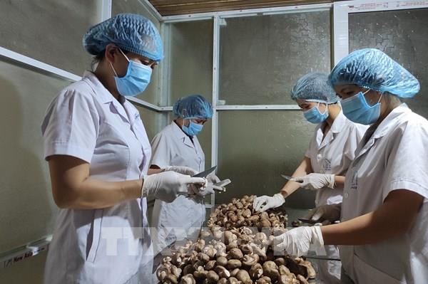 Nữ nông dân ở Bố Trạch (Quảng Bình) vươn lên làm giàu với sản phẩm OCOP