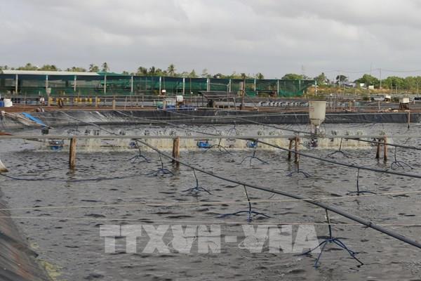 Giá xăng dầu tăng cao, nông dân lưỡng lự việc nuôi tôm