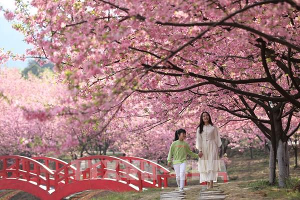 Hoa anh đào nở rộ đẹp như tranh vẽ