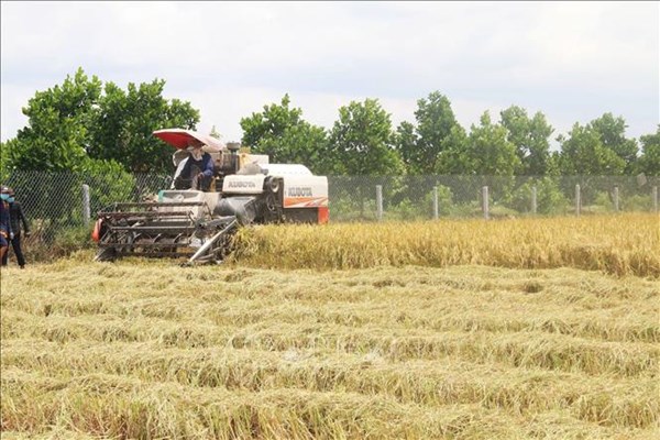 Thị trường nông sản tuần qua: Giá gạo xuất khẩu có xu hướng giảm
