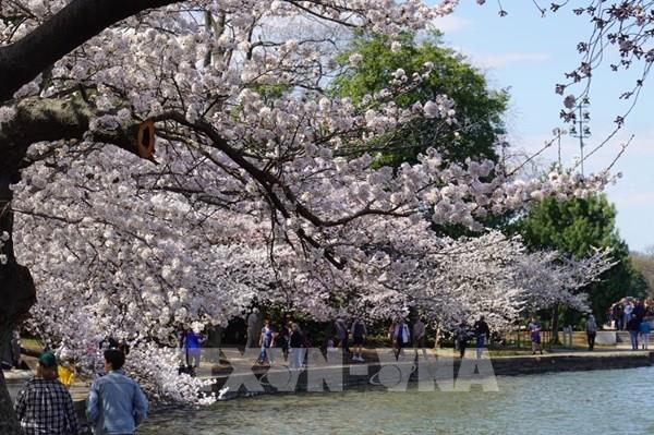 Rực rỡ mùa hoa anh đào những ngày tháng 3 ở Washington