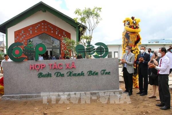 Hoàn thiện chuỗi sản xuất bưởi da xanh đầu tiên tại Bến Tre