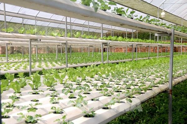 Chuyển đổi trồng các loại cây ăn quả, rau màu chịu hạn