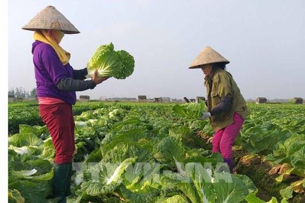 Bộ trưởng Lê Minh Hoan: Hợp tác xã là để tạo giá trị cho nông sản