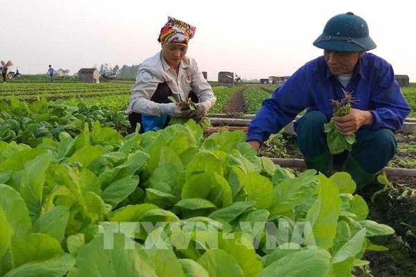 Khoảng 2.000 hợp tác xã nông nghiệp ứng dụng công nghệ cao vào sản xuất