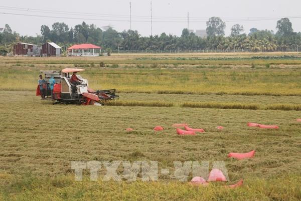 Xây dựng nhãn hiệu chứng nhận “Gạo An Giang”