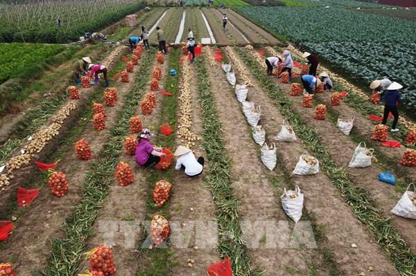 Hà Nội dành gần 2.000 tỷ đồng cho vay khôi phục sản xuất sau dịch COVID-19