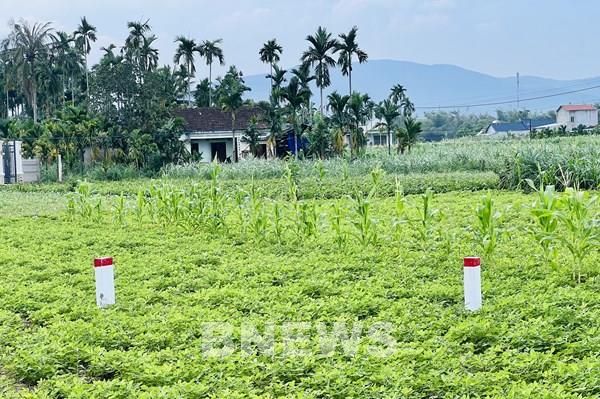 Tăng tốc hoàn thành cắm mốc giải phóng mặt bằng cao tốc Bắc- Nam, đoạn Quảng Ngãi - Phú Yên