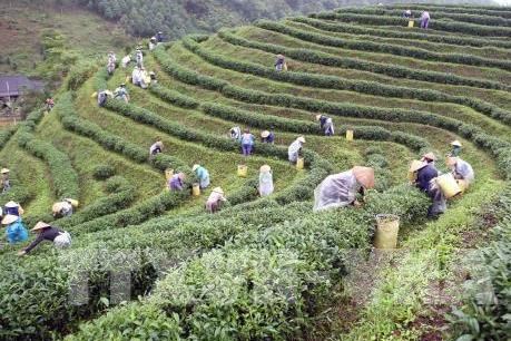 Bảo tồn, phát triển vùng chè đặc sản Tân Cương