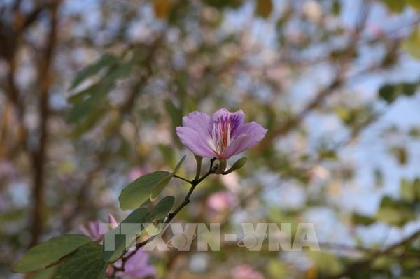 Hoa ban khoe sắc giữa lòng Thành Nam