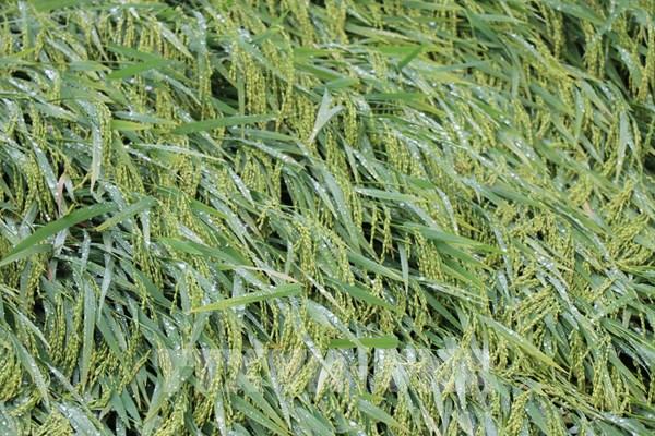 Phú Yên khẩn trương cứu diện tích lúa Đông Xuân bị ngập nước, ngã đổ do mưa lũ