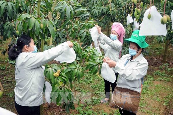 Sơn La nâng chất lượng và mẫu mã trái cây xuất khẩu