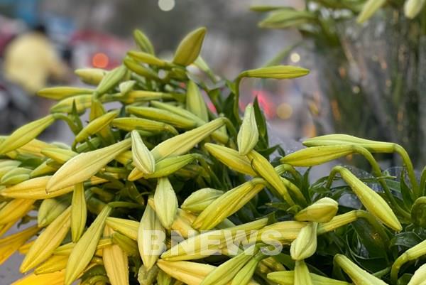 Hà Nội mùa hoa loa kèn về trên phố