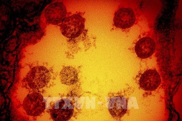 Các biến thể mới của virus SARS-CoV-2 có thực sự đáng quan ngại?