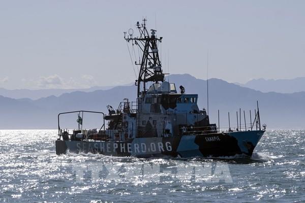 Mexico bảo vệ loài cá heo vaquita sắp tuyệt chủng