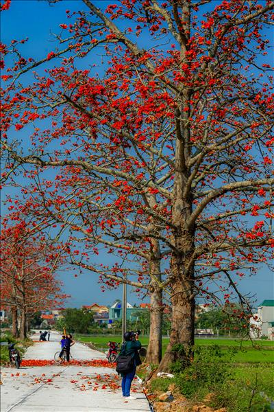 Ngắm hoa gạo nở rộ đẹp đến nao lòng
