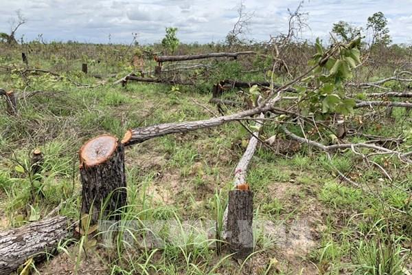 Phát hiện vụ phá rừng quy mô lớn với khoảng 100ha tại Đắk Lắk