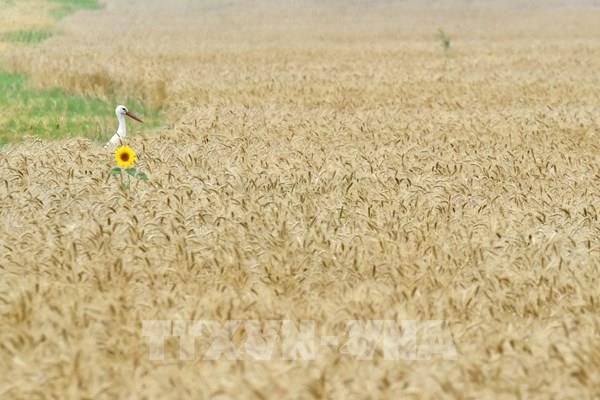 Nguy cơ từ cuộc khủng hoảng giá lương thực