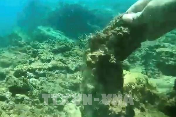 Chính quyền lên tiếng về thông tin san hô tại Hòn Sẹo (Quy Nhơn) chết hàng loạt