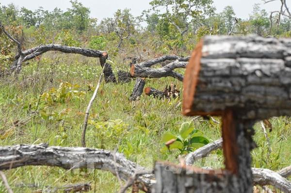 Vụ phá rừng quy mô lớn ở Đắk Lắk: Hơn 387 ha rừng bị phá