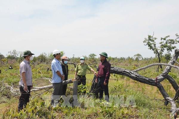 Khởi tố vụ án phá hơn 382 ha rừng tại Đắk Lắk