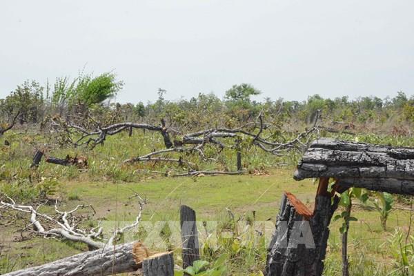 Vụ phá rừng quy mô lớn ở Đắk Lắk: Xử lý nghiêm cá nhân, tổ chức sai phạm 