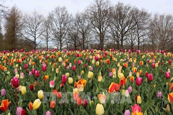 "Thiên đường" hoa Tulip Keukenhof (Hà Lan) mở cửa trở lại
