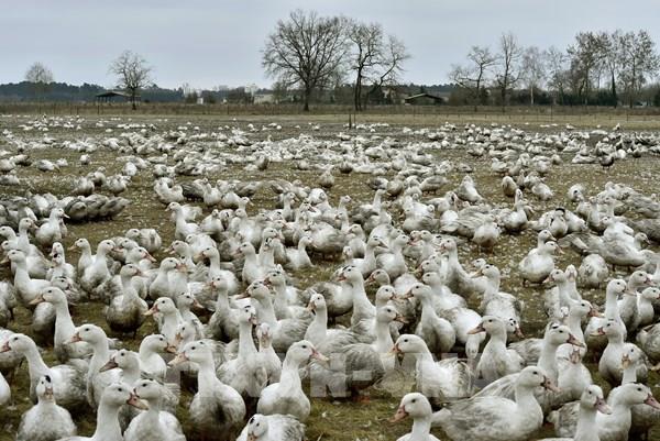 Pháp đối mặt dịch cúm gia cầm tồi tệ nhất từ trước đến nay