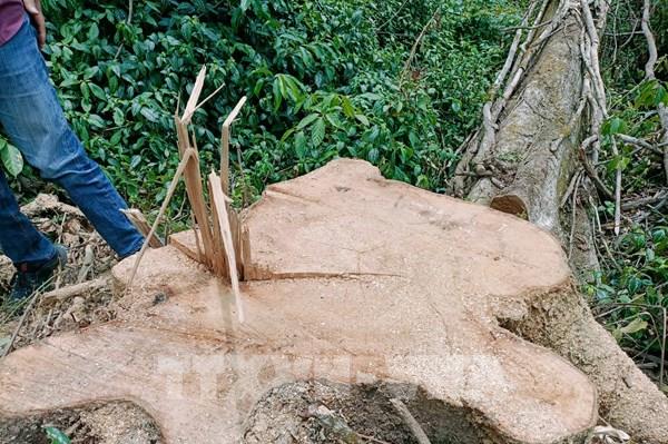 Khẩn trương điều tra, xử lý vụ phá gần 6.800 m2 rừng phòng hộ trái pháp luật