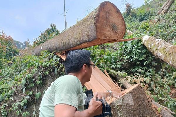 Lâm Đồng: Xuất hiện phương thức phá rừng mới manh động và nguy hiểm