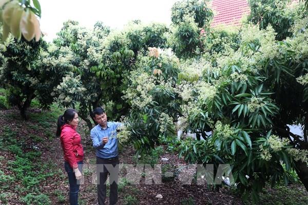 Bắc Giang phát triển 7 sản phẩm nông nghiệp chủ lực