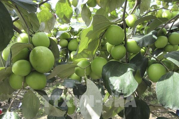 Giá táo Ninh Thuận tăng lên gấp đôi lên 20.000 – 25.000 đồng/kg