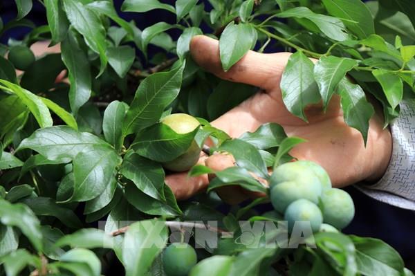 Australia sắp xuất khẩu mận sang Việt Nam