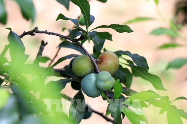 Trồng mận rải vụ mang lại hiệu quả kinh tế cho người dân Sơn La