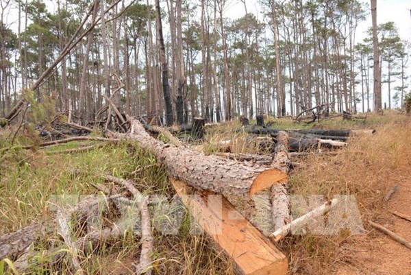 Quảng Trị: Xác minh, làm rõ vụ phá rừng quy mô lớn ở huyện Đakrông