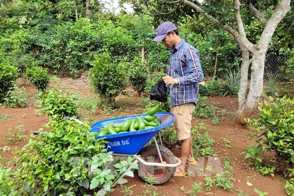 Bà Rịa-Vũng Tàu: Trái cây liên tục rớt giá
