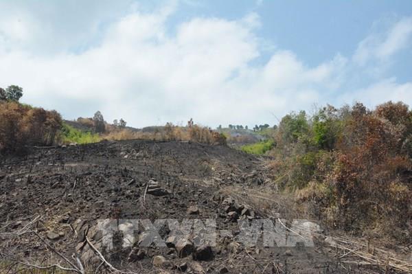 Ngang nhiên “cạo trọc” hơn 74 ha rừng để lấy đất sản xuất