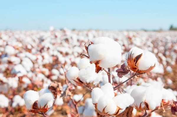 Giá nông sản thế giới chi tiết hôm nay 20/4