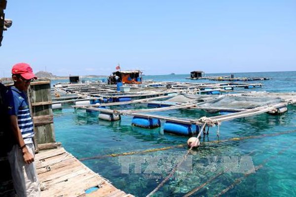 Tổ chức lại sản xuất để phát huy tiềm năng nghề nuôi biển